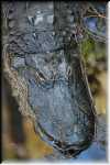 T Okefenokee Swamp Park 6788