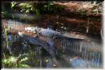 T Okefenokee Swamp Park 6790