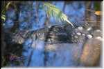 T Okefenokee Swamp Park 6792