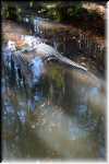 T Okefenokee Swamp Park 6794
