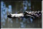T Okefenokee Swamp Park 6795