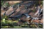 T Okefenokee Swamp Park 6801