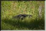 T Okefenokee Swamp Park Black Brear