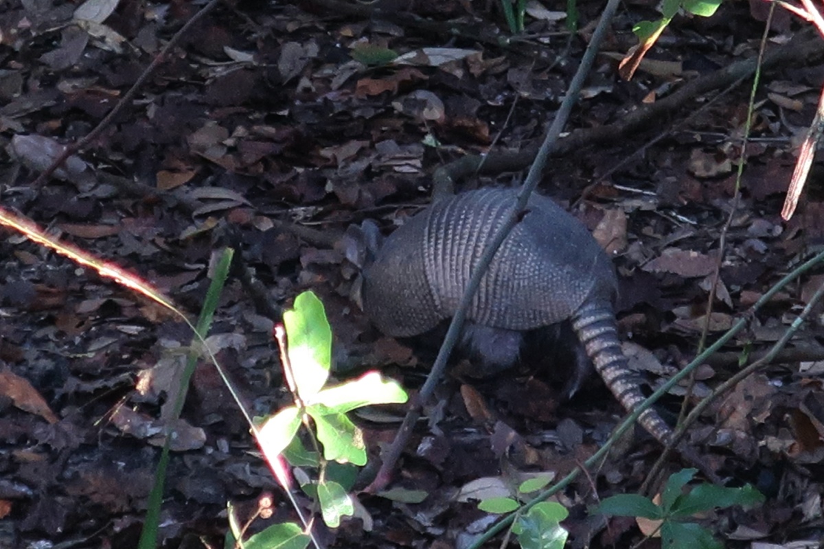 C Blue Spring State Park Armadilo