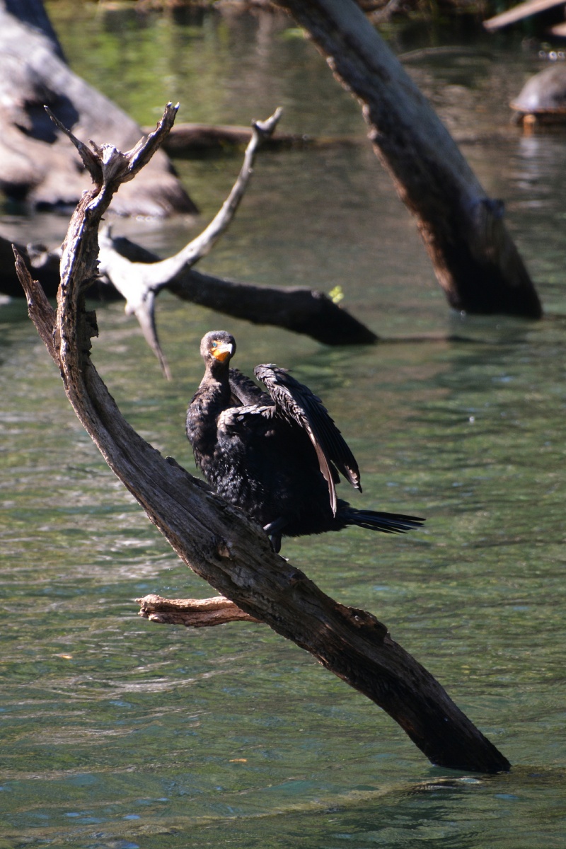 C Blue Spring State Park Cormorant 6945