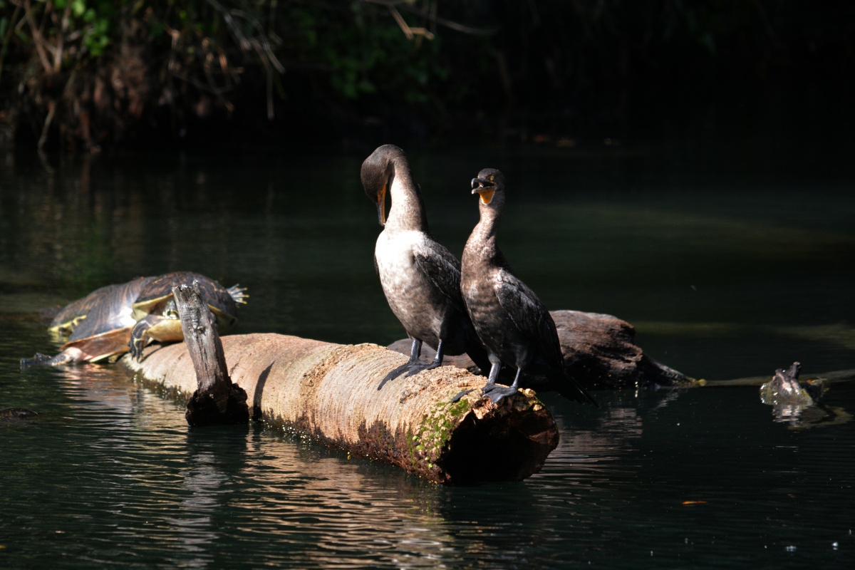 C Blue Spring State Park Cormorants 7098