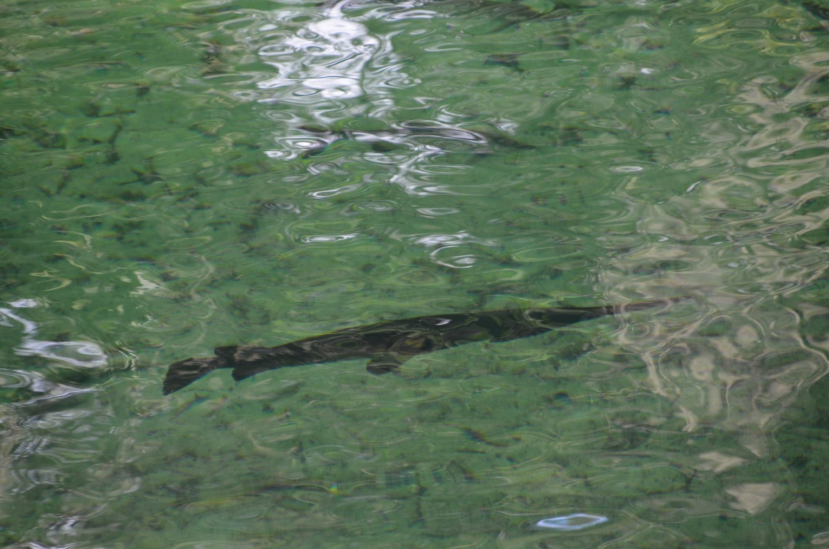 C Blue Spring State Park Gar fish