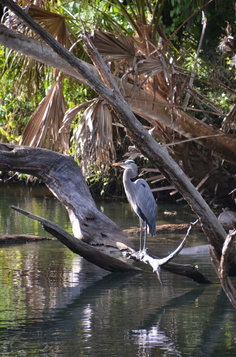 C Blue Spring State Park Great Blue 9497