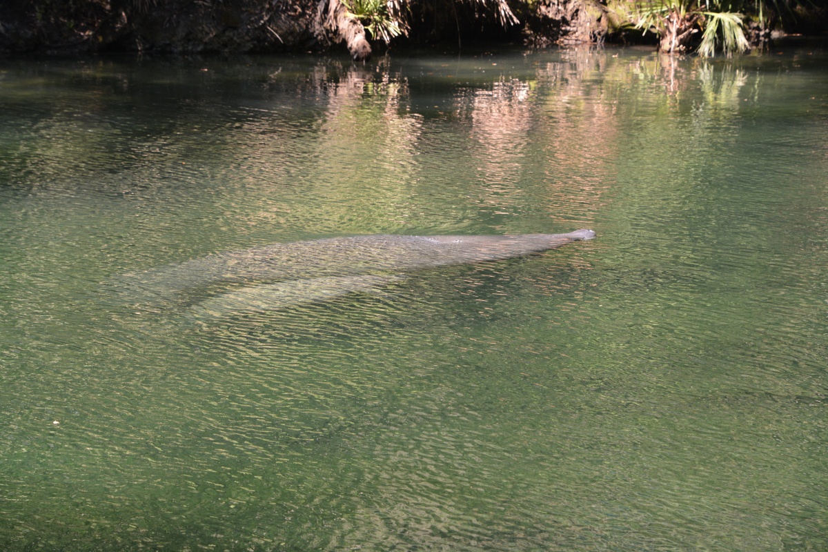 C Blue Spring State Park Manatee 6824