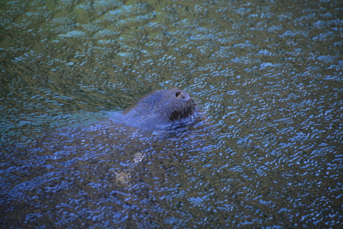 C Blue Spring State Park Manatee 6846