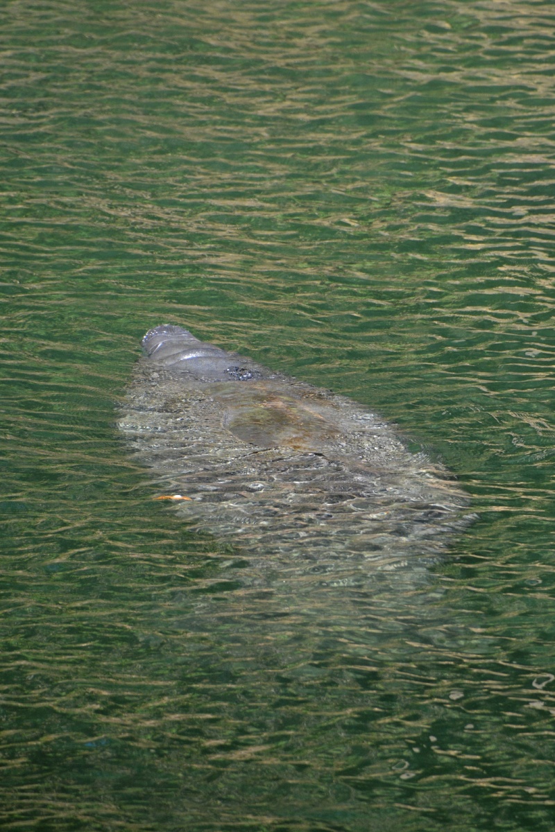 C Blue Spring State Park Manatee 6872