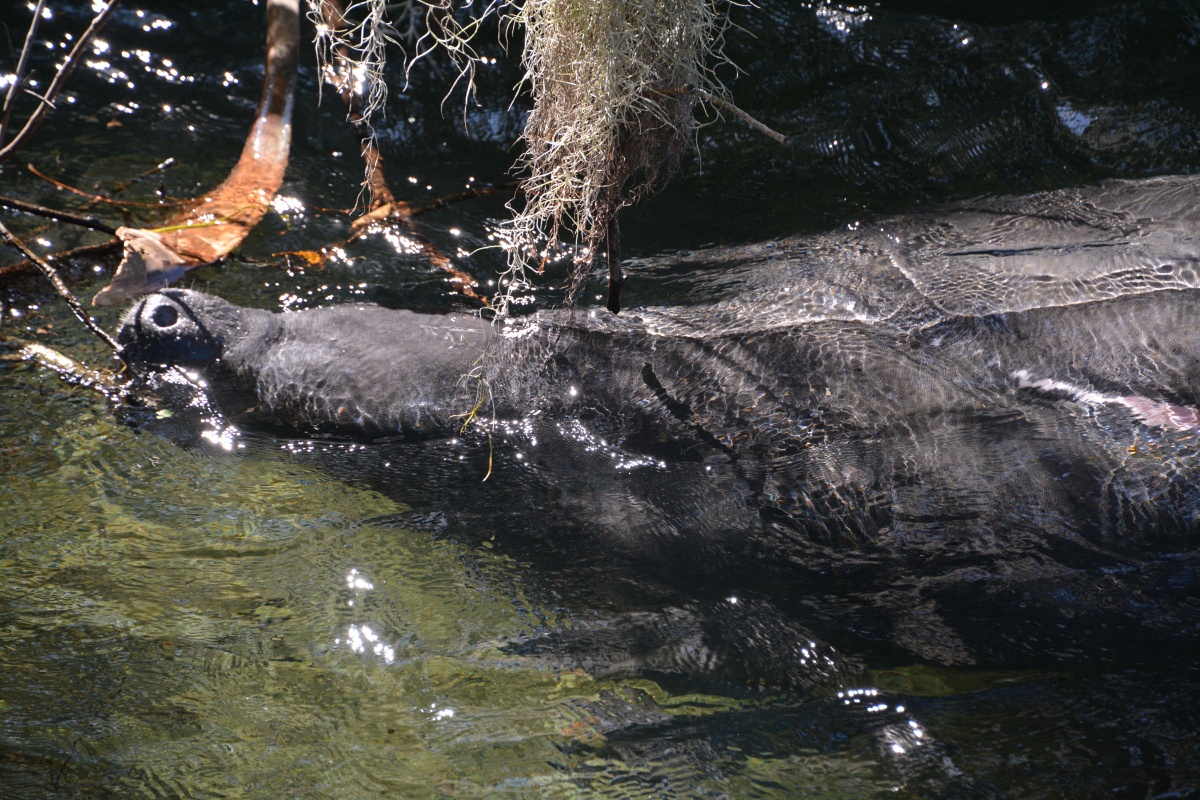 C Blue Spring State Park Manatee 6911