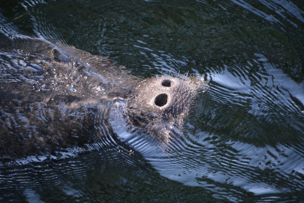 C Blue Spring State Park Manatee 6936