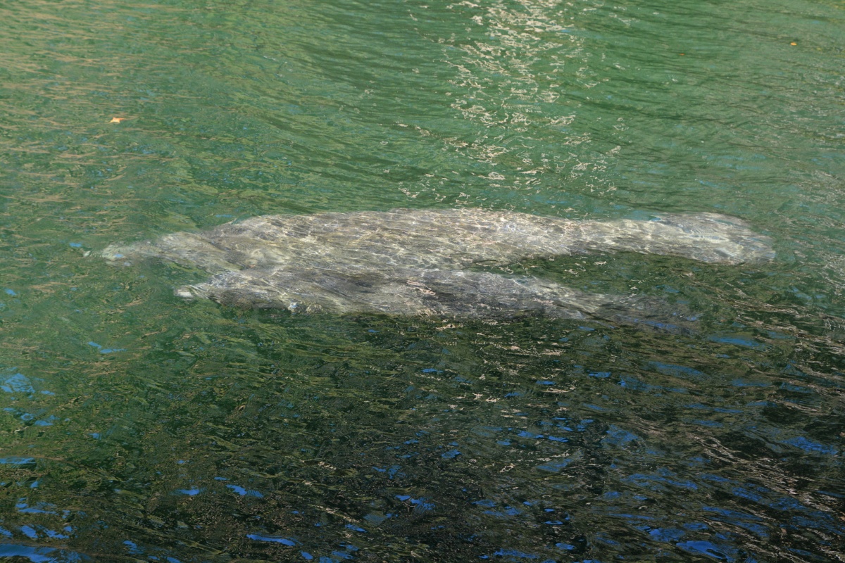 C Blue Spring State Park Manatee 6952