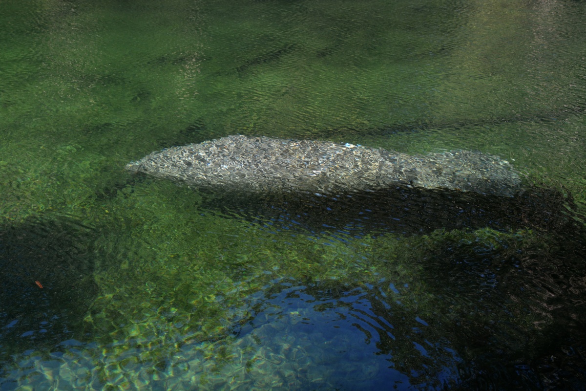 C Blue Spring State Park Manatee 6992