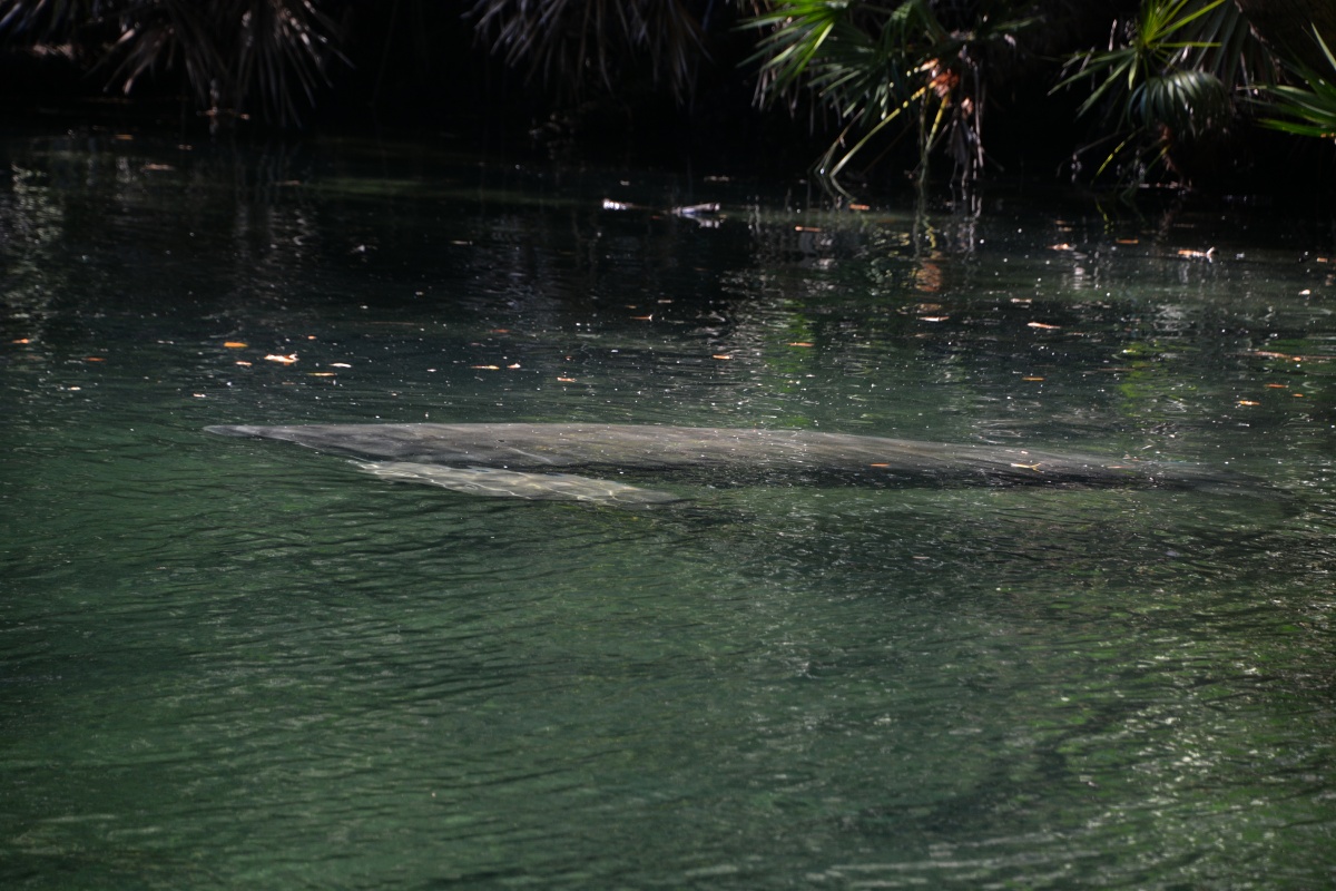 C Blue Spring State Park Manatee 6996