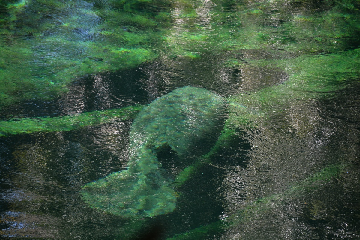 C Blue Spring State Park Manatee 7014