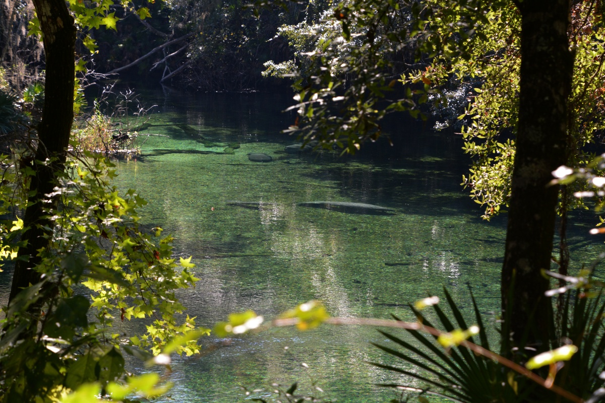 C Blue Spring State Park Manatee 7017