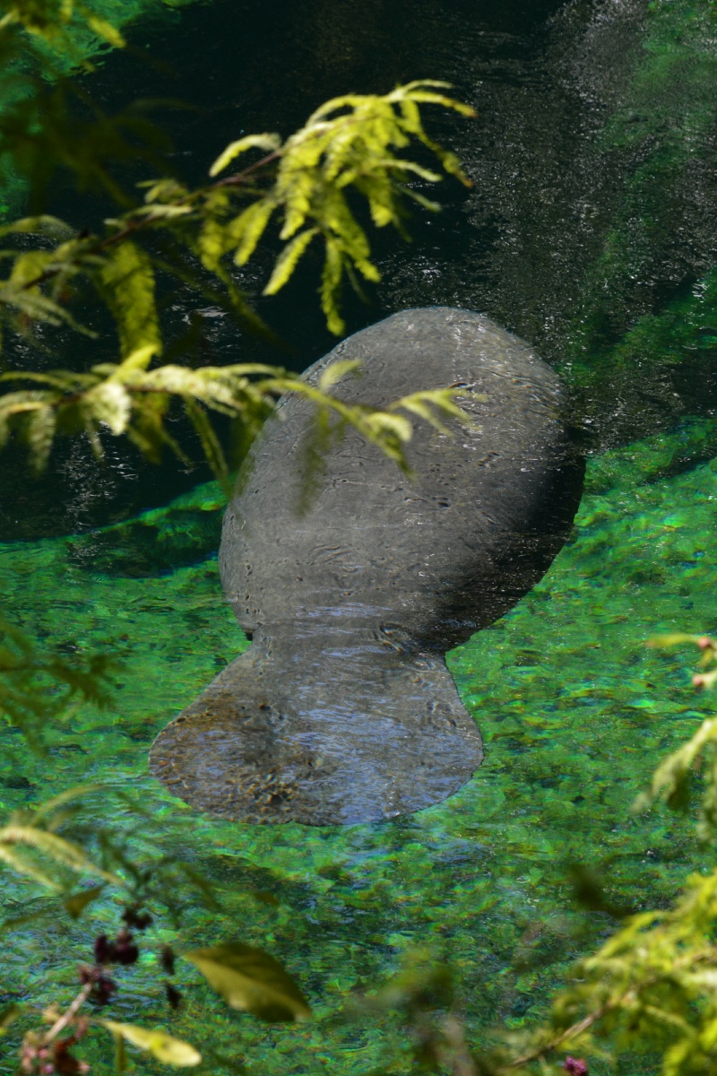 C Blue Spring State Park Manatee 7021