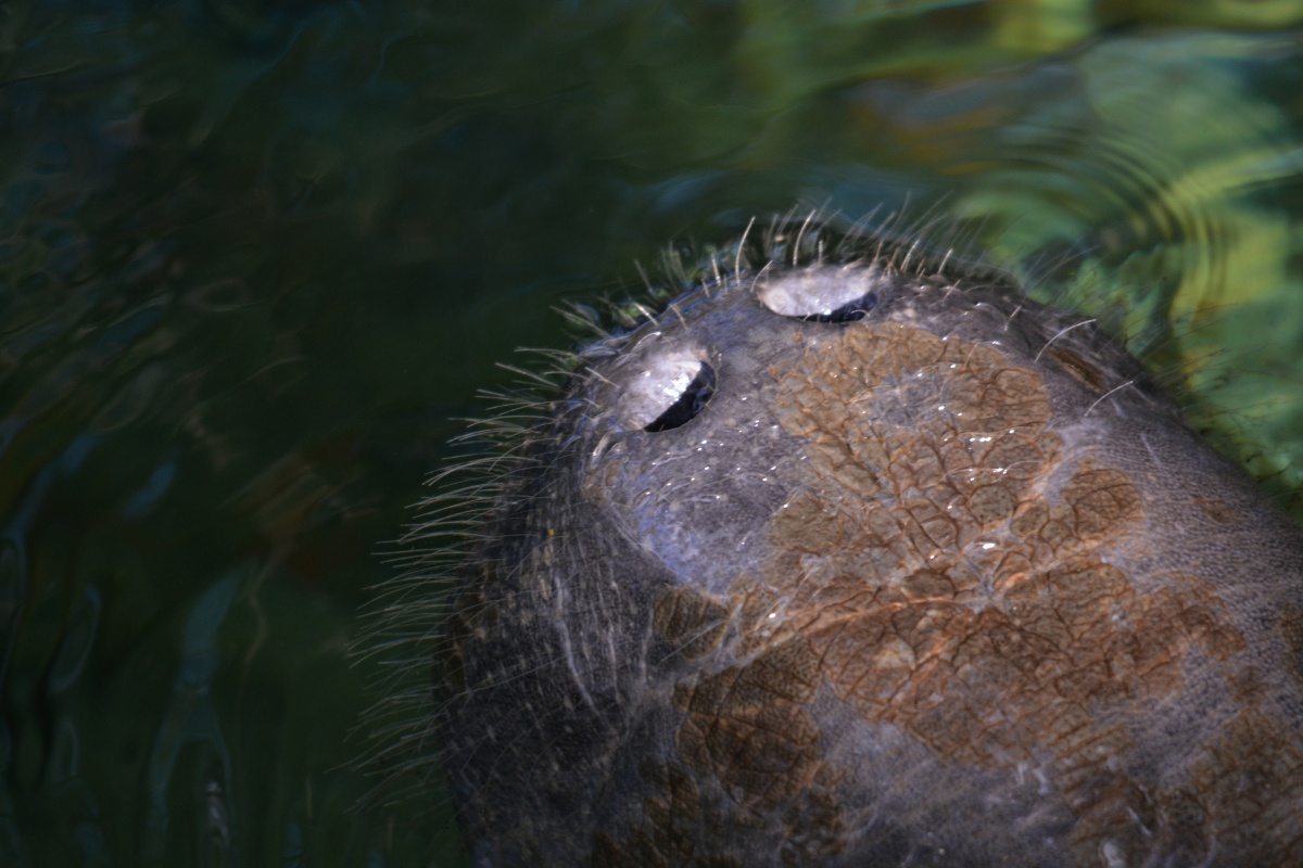 C Blue Spring State Park Manatee 7093