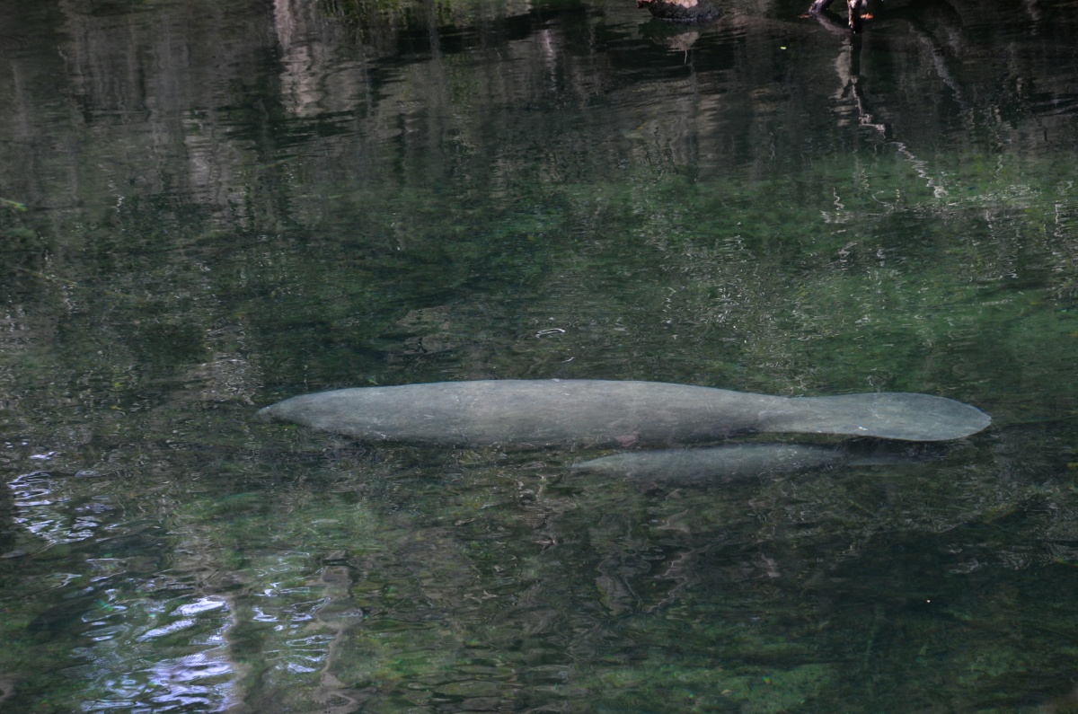 C Blue Spring State Park Manatee 9483