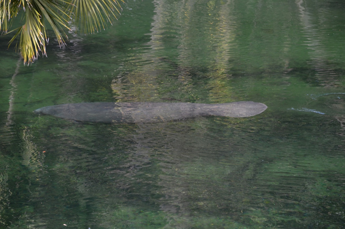 C Blue Spring State Park Manatee 9487