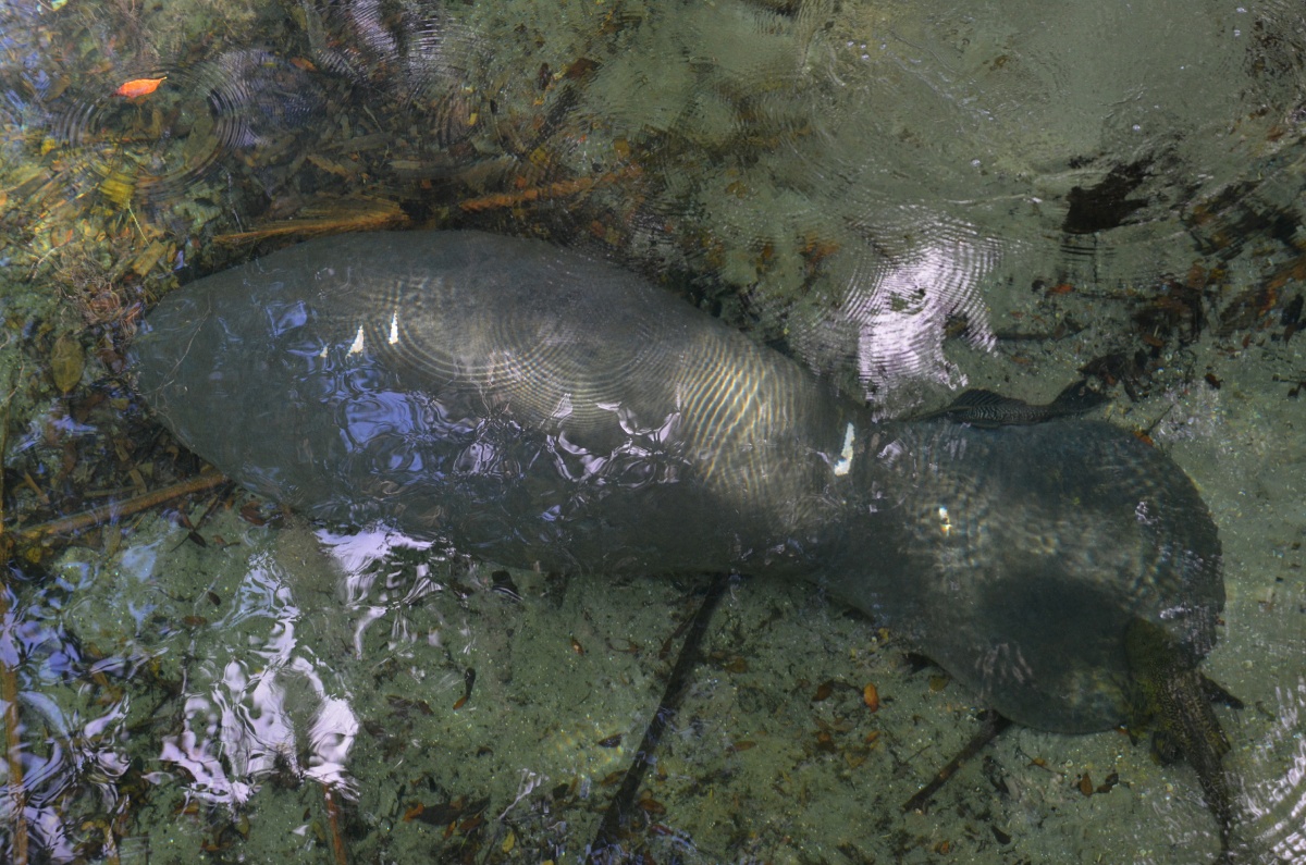 C Blue Spring State Park Manatee 9504