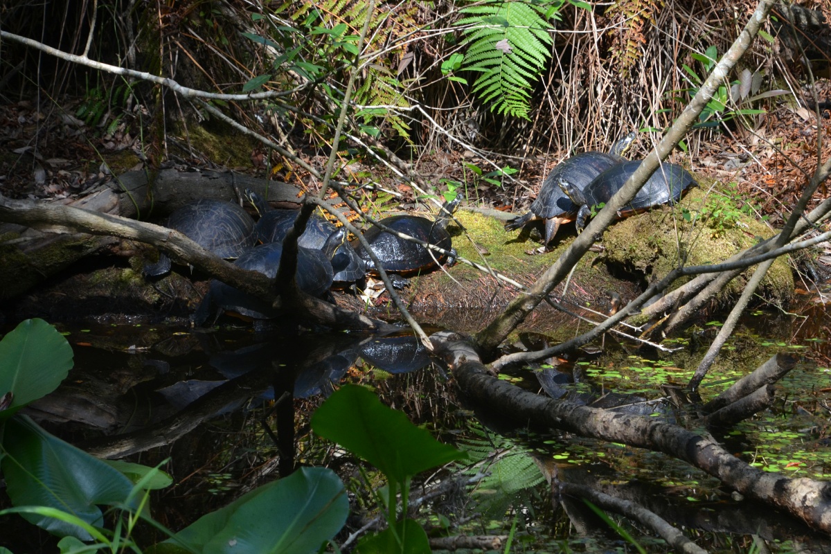 E Highland Hammock State Park 6 Turtles