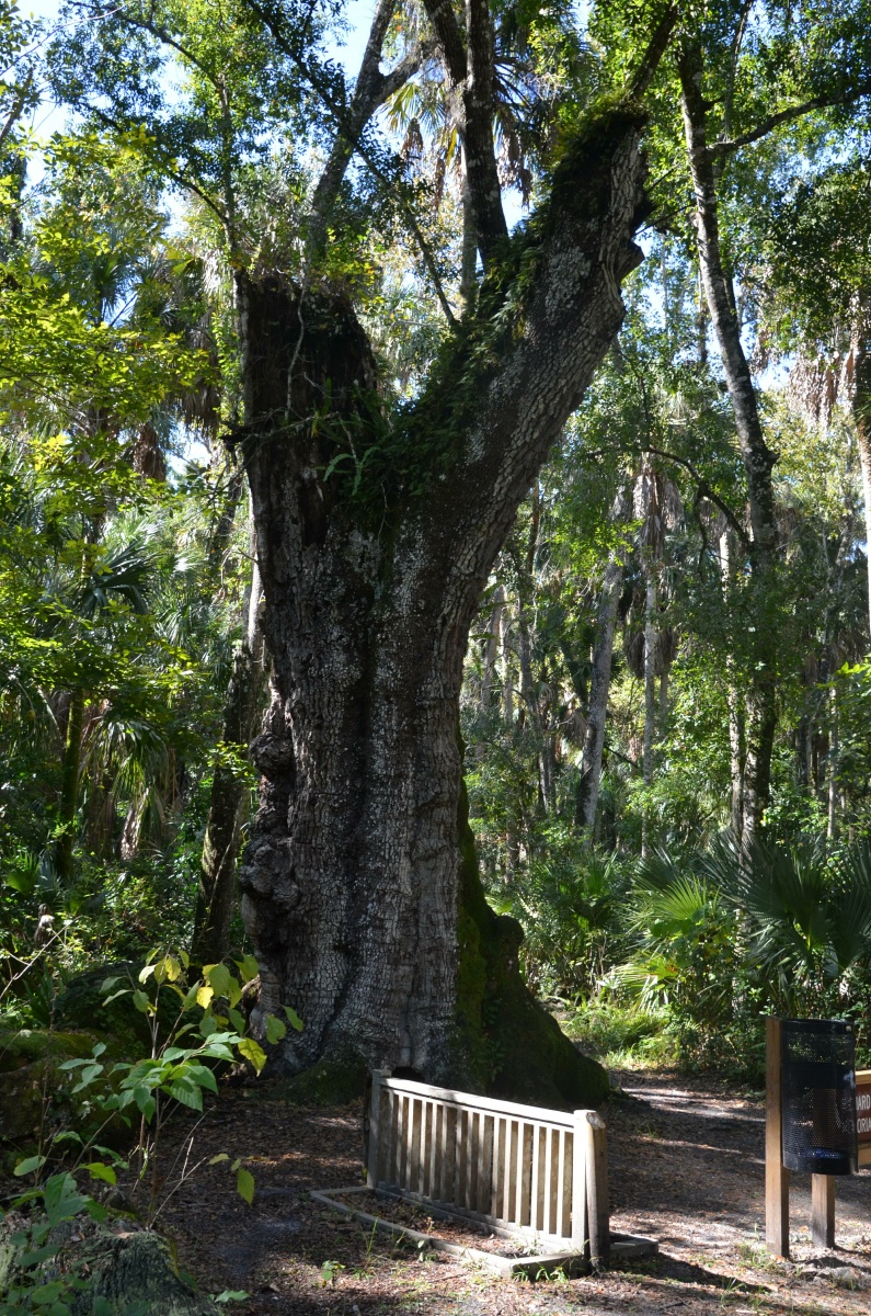 E Highland Hammock State Park 9544