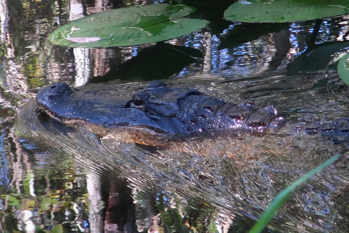 E Highland Hammock State Park Alligator 1047