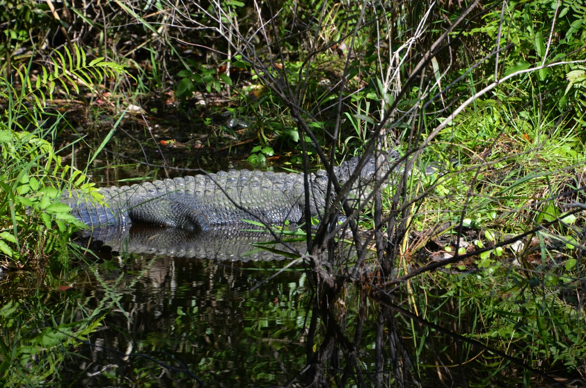 E Highland Hammock State Park Alligator 9574