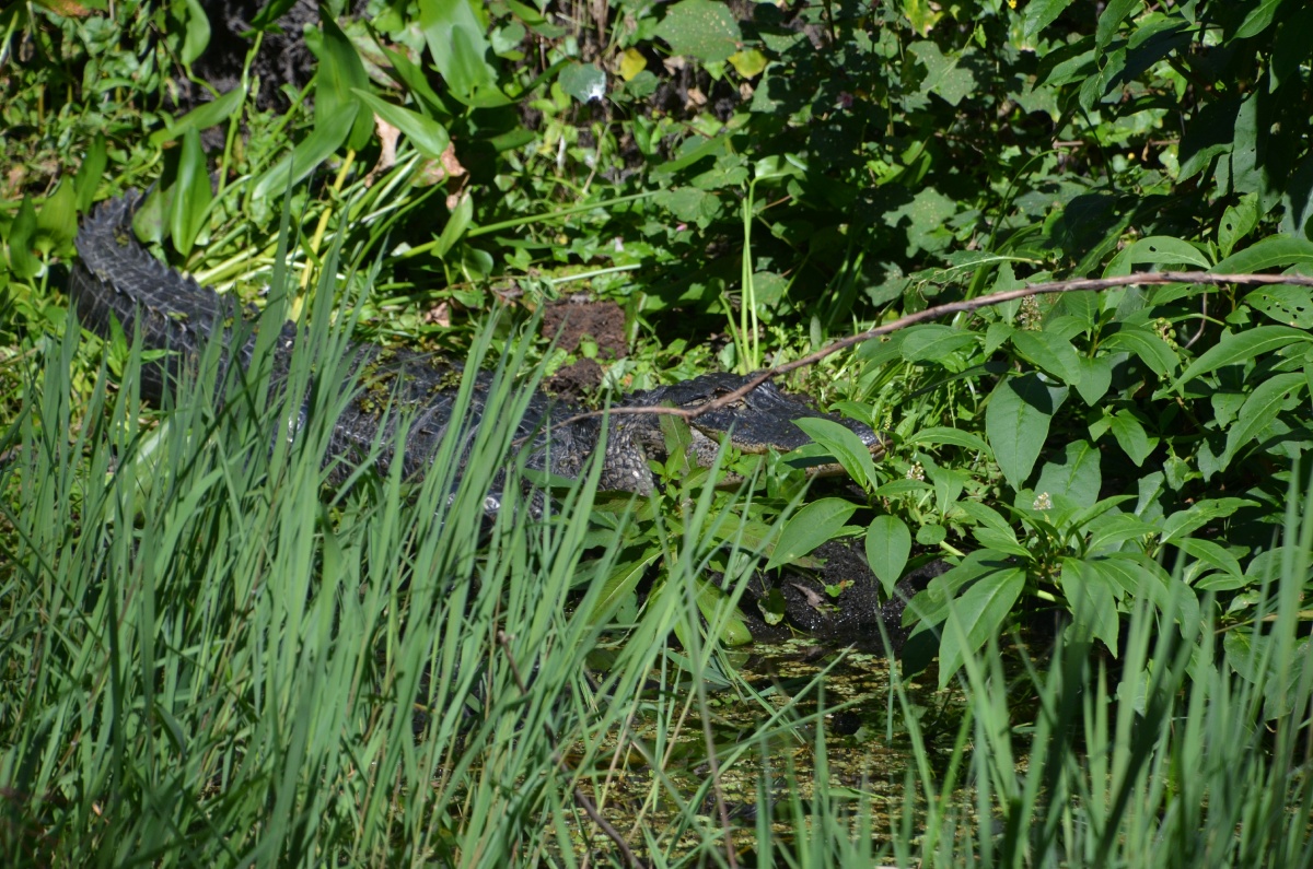 E Highland Hammock State Park Alligator 9593