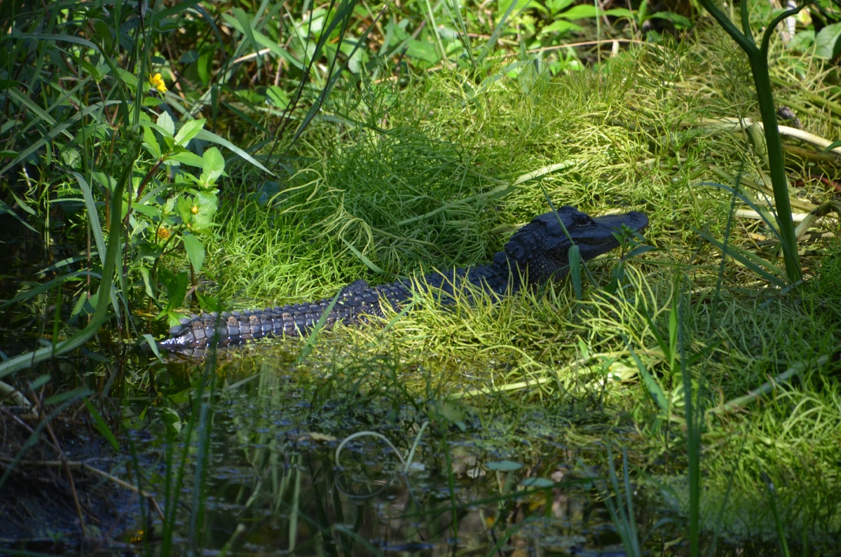 E Highland Hammock State Park Alligator 9618