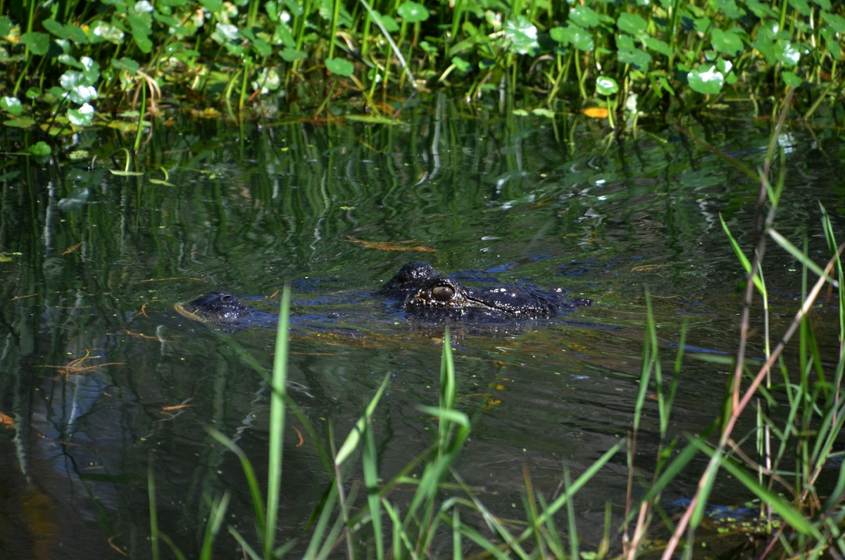 E Highland Hammock State Park Alligator 9634