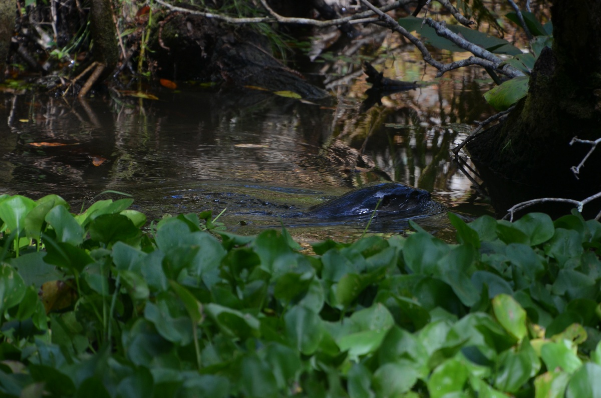 E Highland Hammock State Park Alligator 9665
