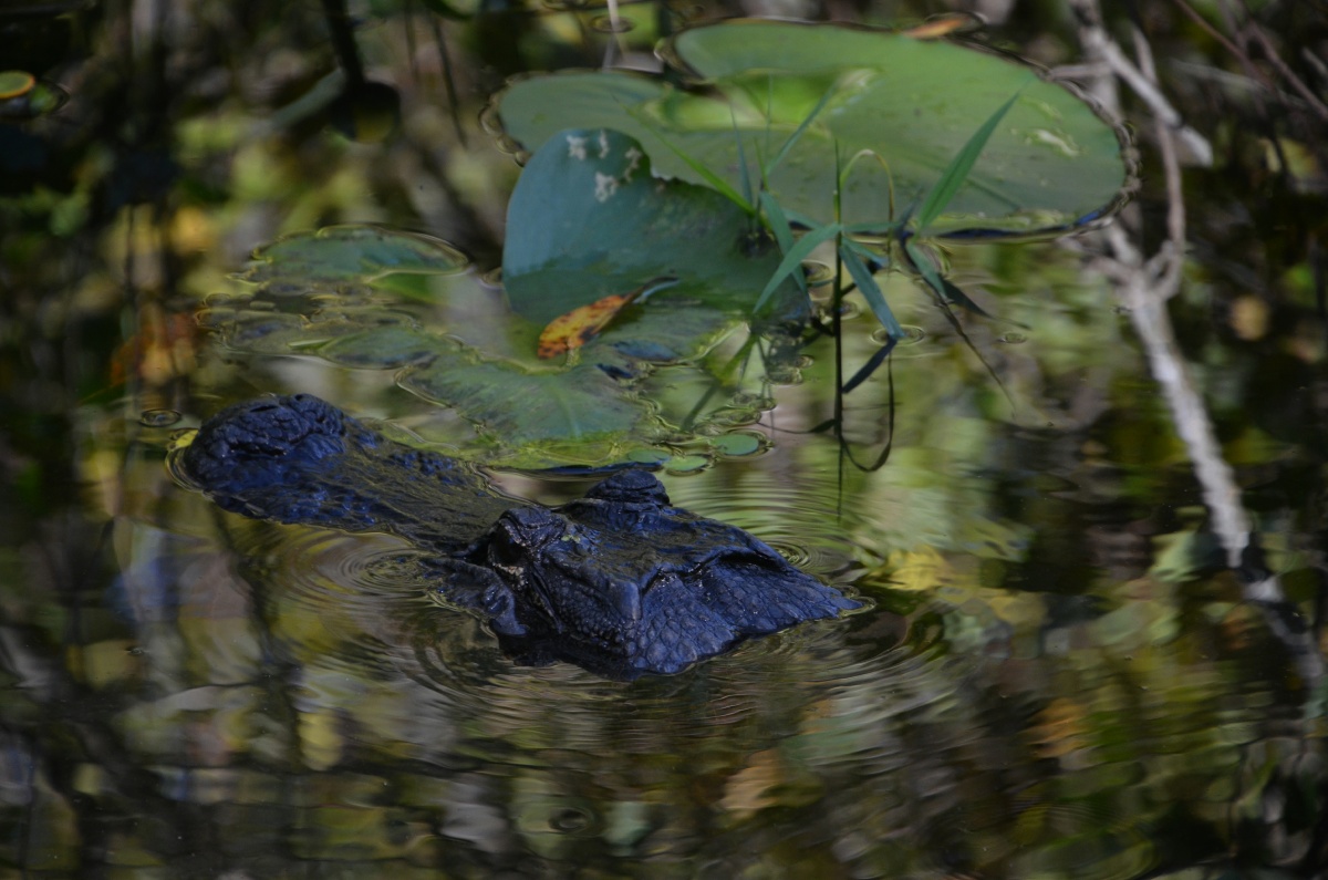 E Highland Hammock State Park Alligator 9674