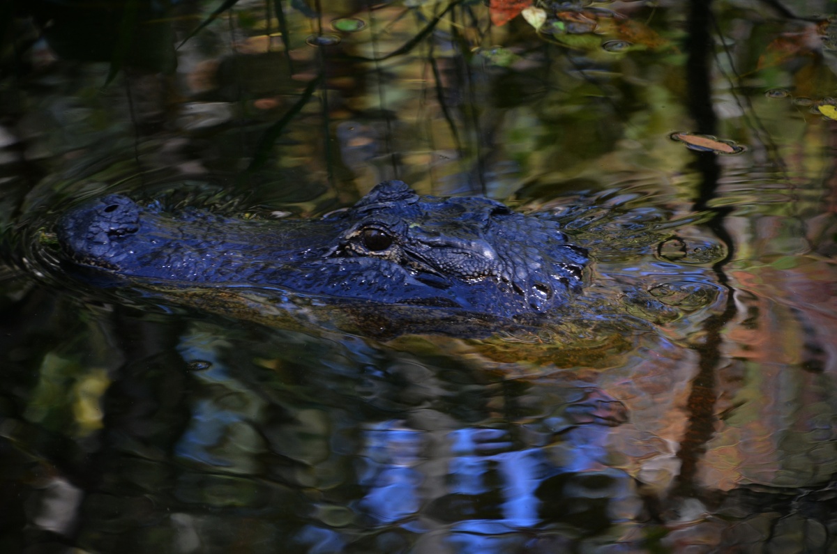E Highland Hammock State Park Alligator 9678