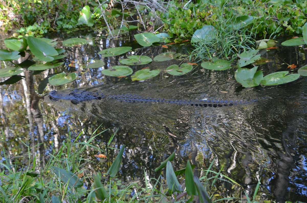 E Highland Hammock State Park Alligator 9683