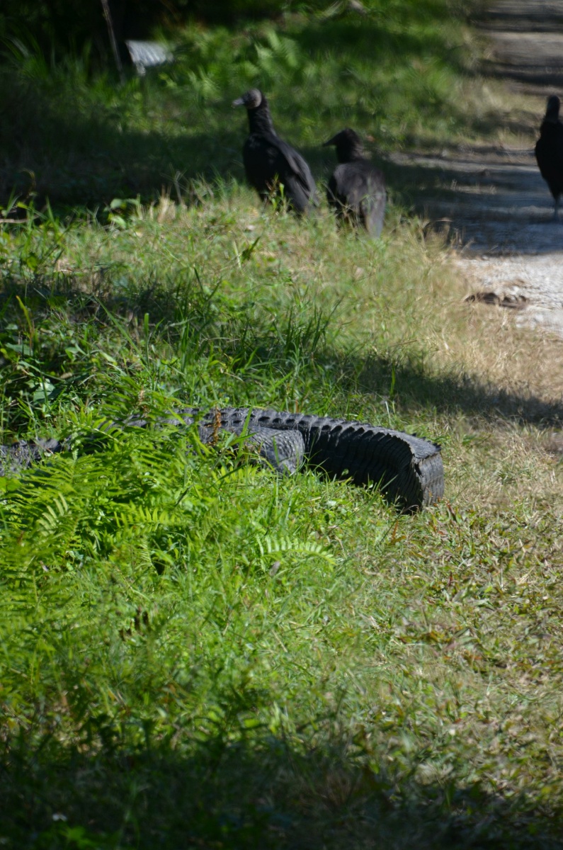 E Highland Hammock State Park Alligator on the path 9619