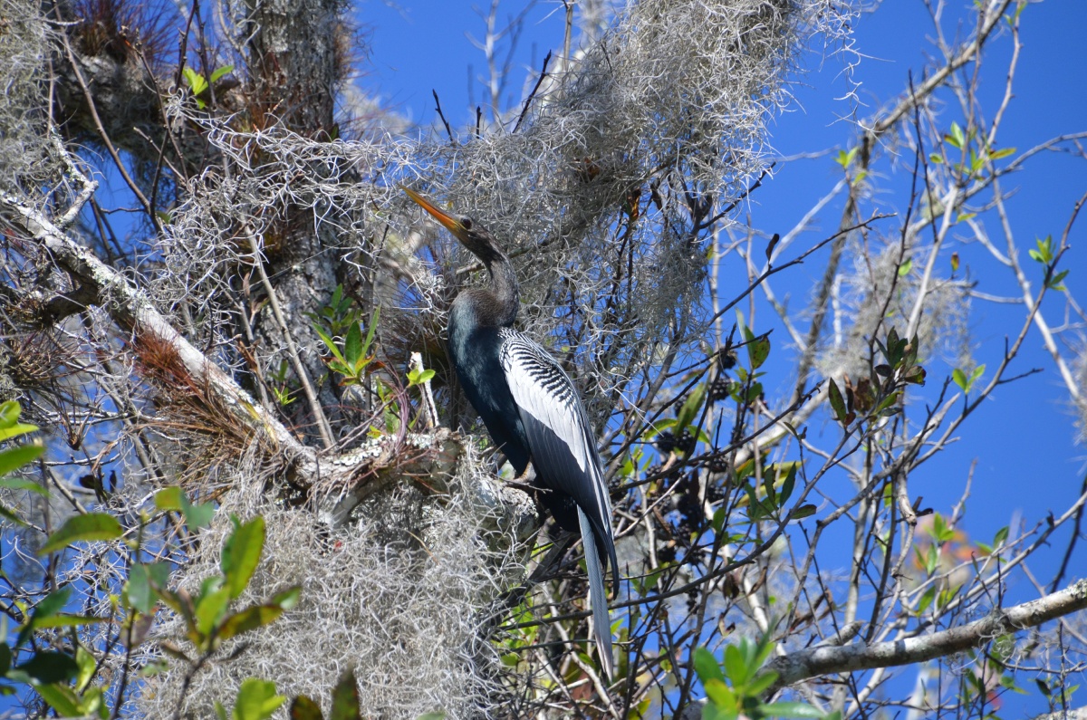 E Highland Hammock State Park Anhinga 9577