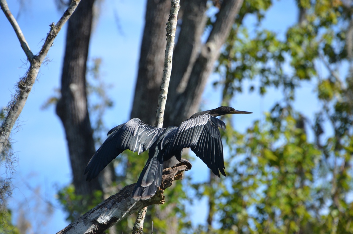 E Highland Hammock State Park Anhinga 9589