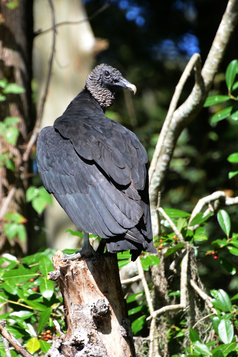 E Highland Hammock State Park Black Vulture 9600