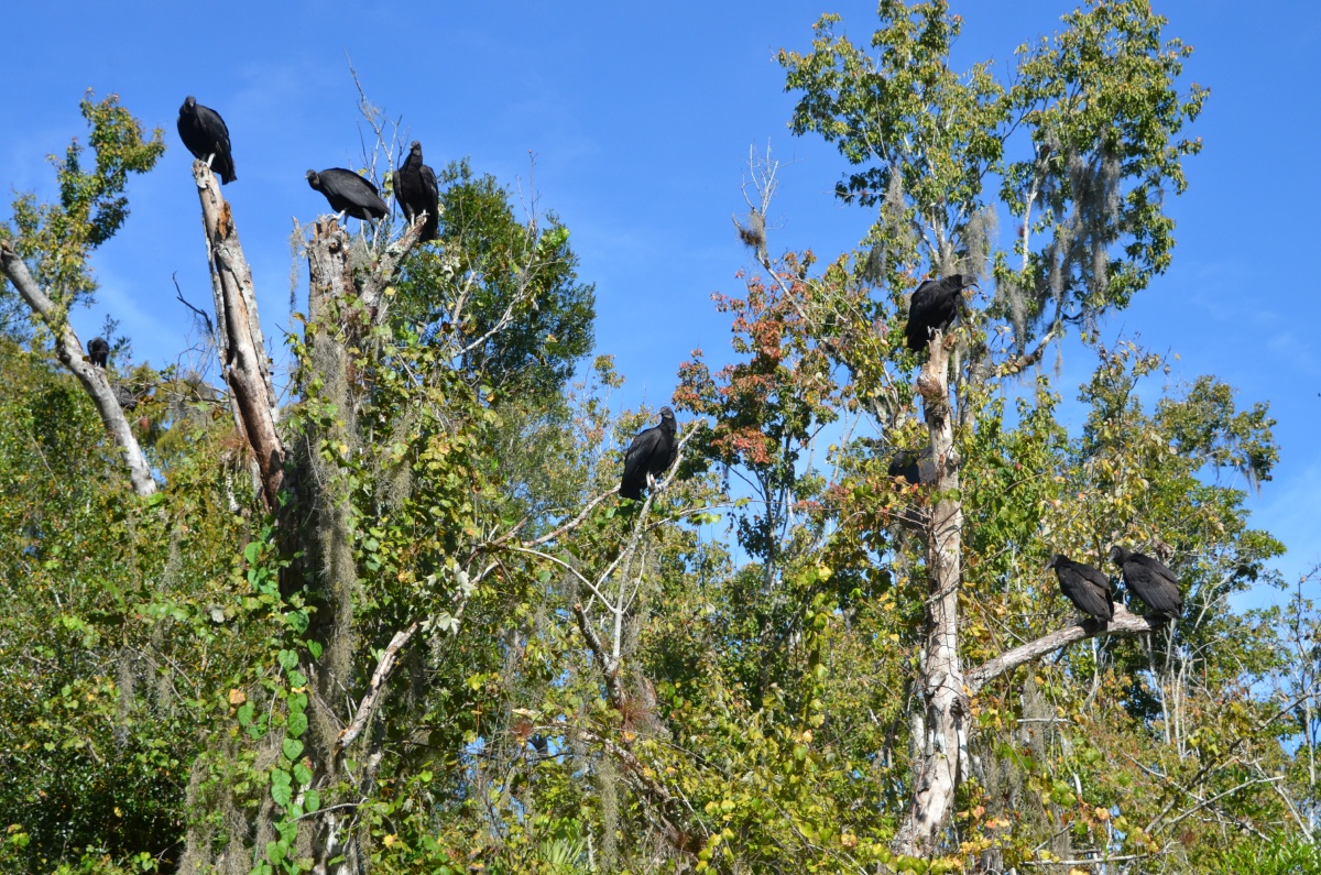 E Highland Hammock State Park Black Vultures 9647