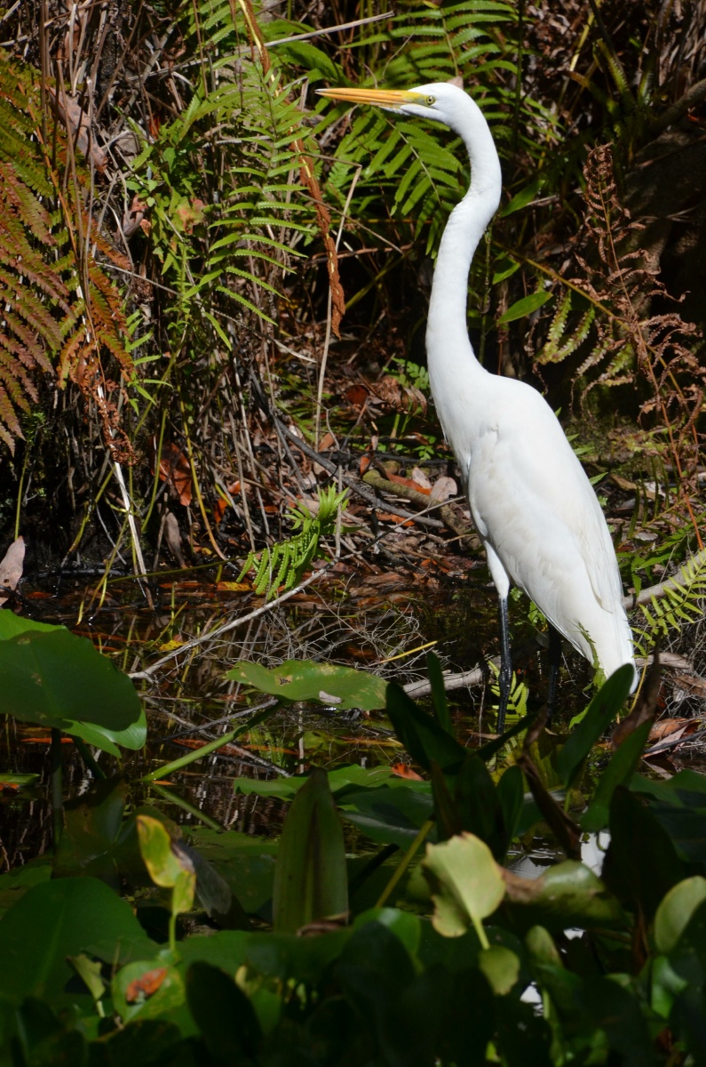 E Highland Hammock State Park Egret