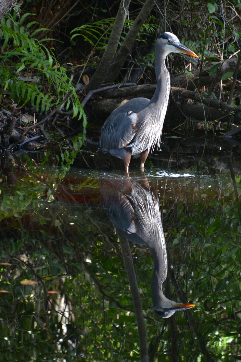 E Highland Hammock State Park Great Blue Heron 9564