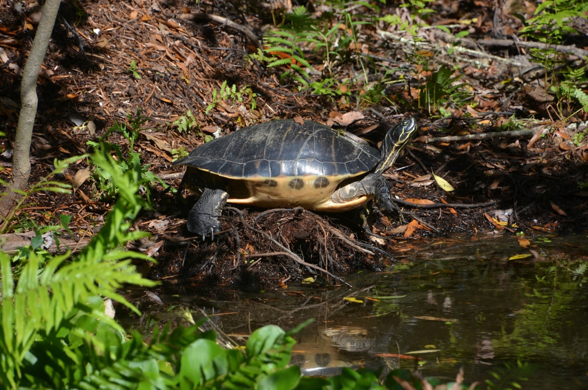 E Highland Hammock State Park Turtle 9673
