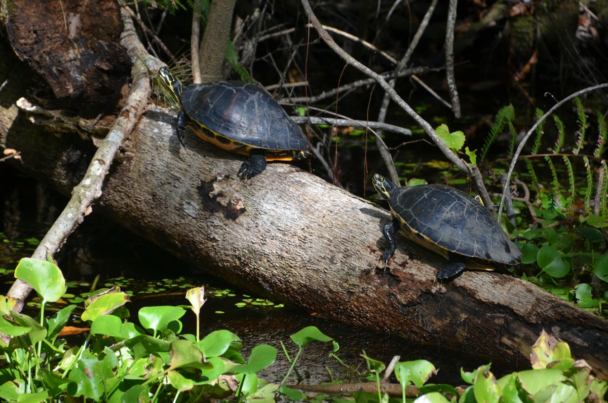 E Highland Hammock State Park Turtles 9702