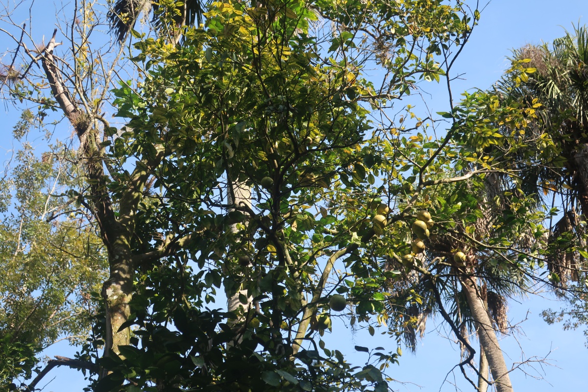 F Highland Hammock State Park Orange tree 1131