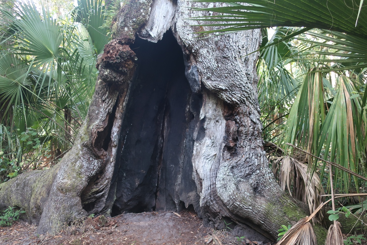 F Highland Hammock State Park old Oak tree