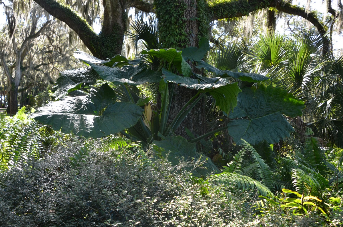 G Bok Tower Gardens 9750